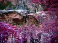zion-flowers-and-falls-landscape