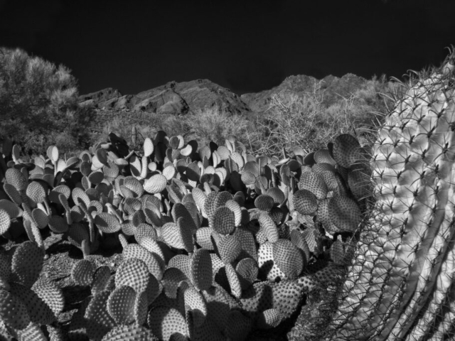 Arizona-desert-infrared-landscape-cacti