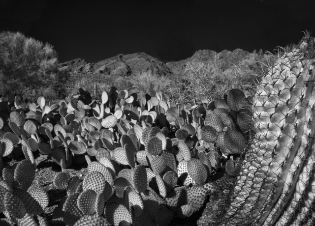 Arizona-desert-infrared-landscape-cacti