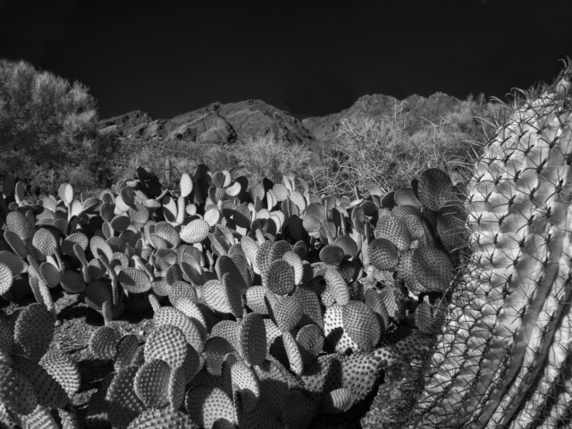Arizona-desert-infrared-landscape-cacti