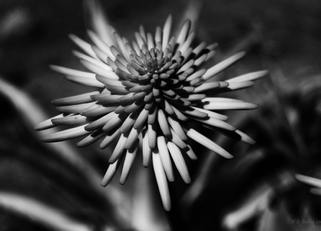 botanical-black-and-white-macro-photo-gottlieb-bob