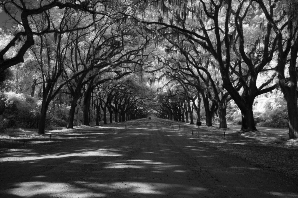 infrared-Wormsloe-Plantation