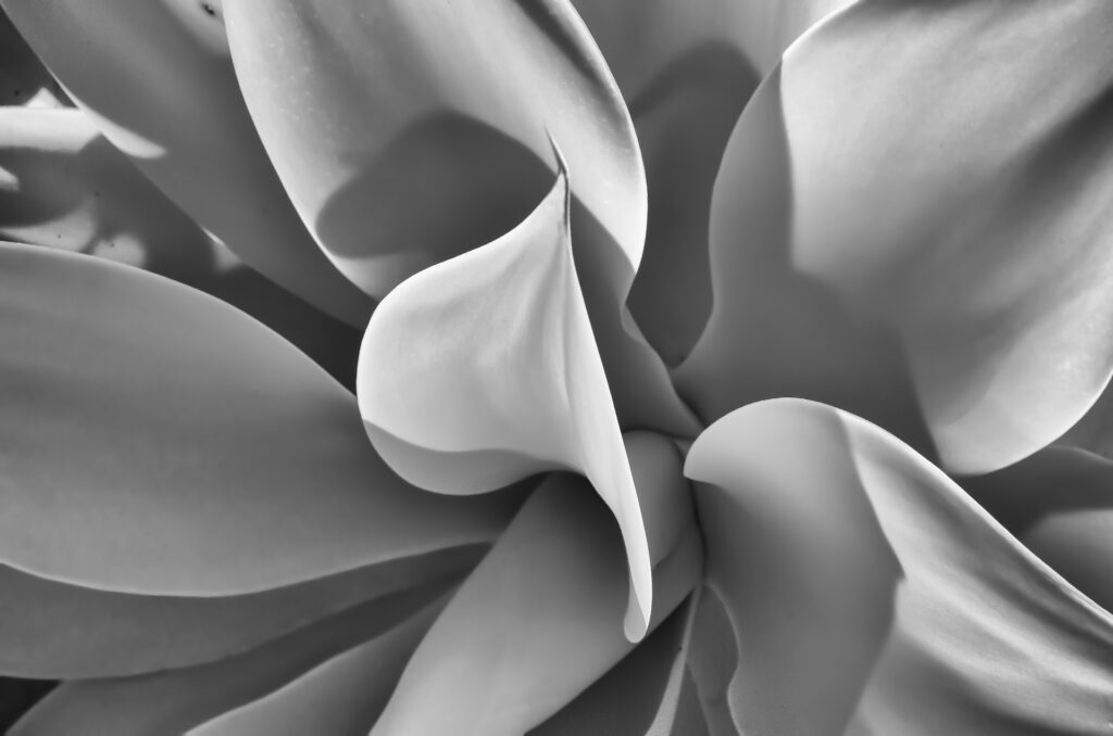 infrared-black-and-white-botanical