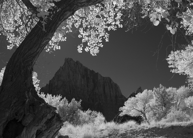 zion national park, infrared, landscape, bowing tree framing mountain, twiight