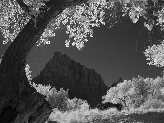 zion national park, infrared, landscape, bowing tree framing mountain, twiight