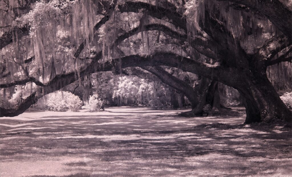 infrared-oak-trees-Spanish-moss-plantation-web