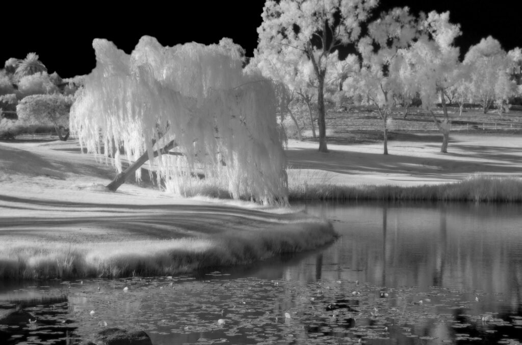 Reflections By a Pond