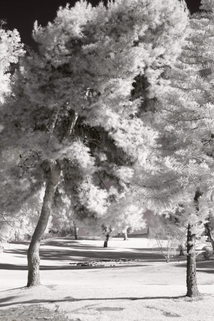 infrared-trees-birds-san-diego-california